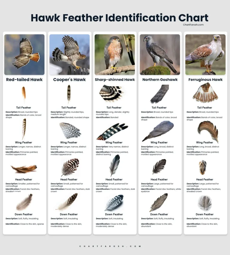 hawk feather identification chart