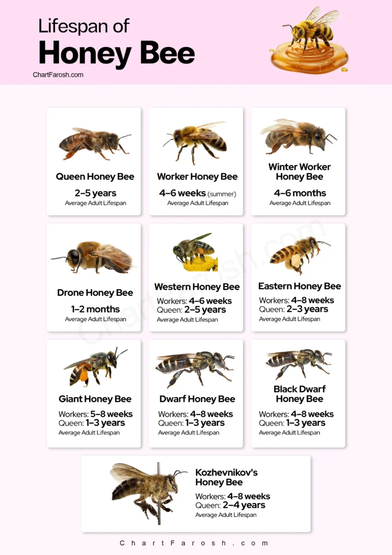 Honey Bee Lifespan chart