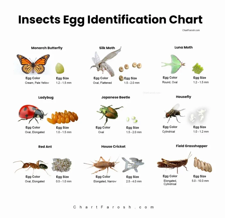 insect egg identification chart