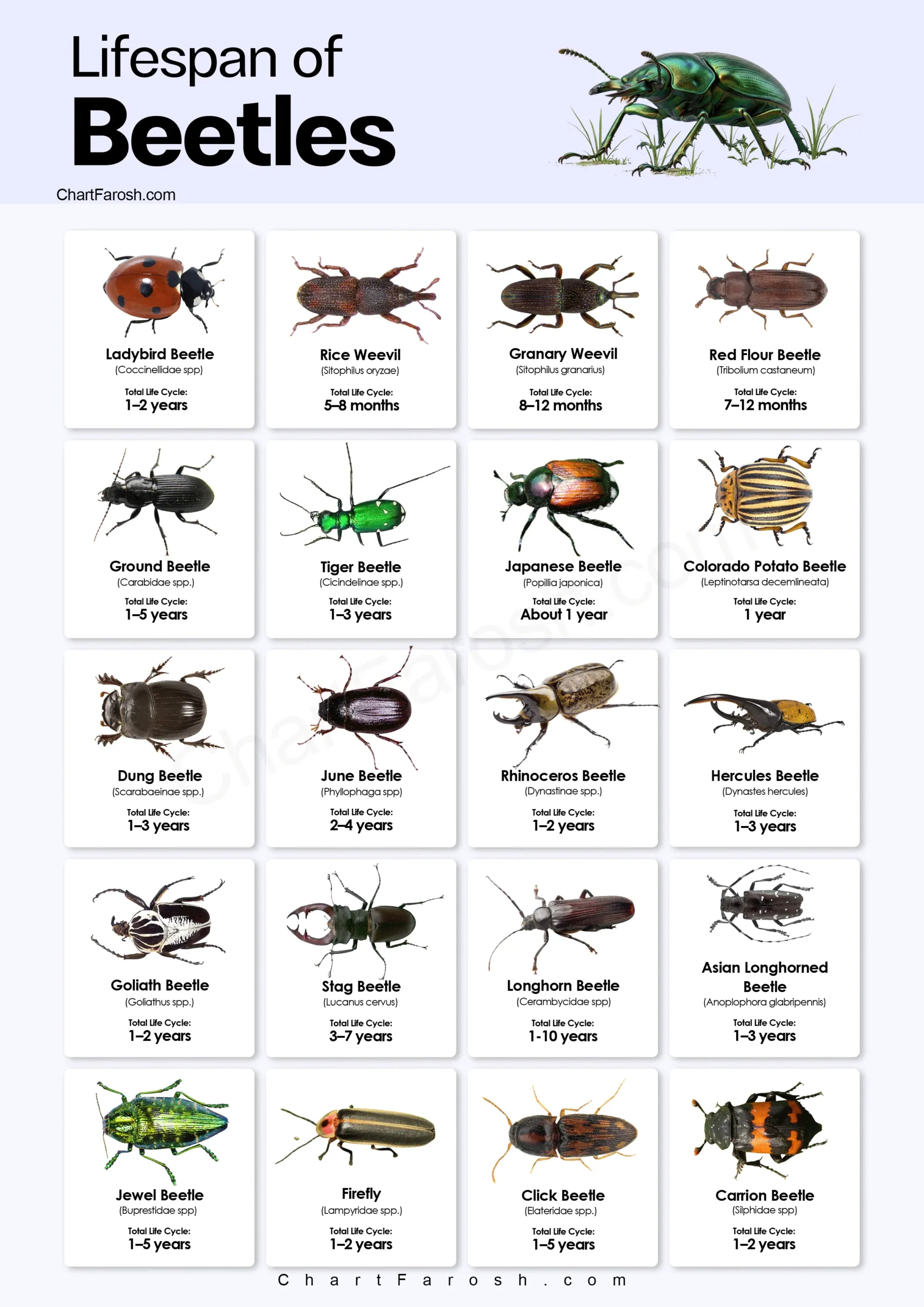 Beetle Lifespan chart