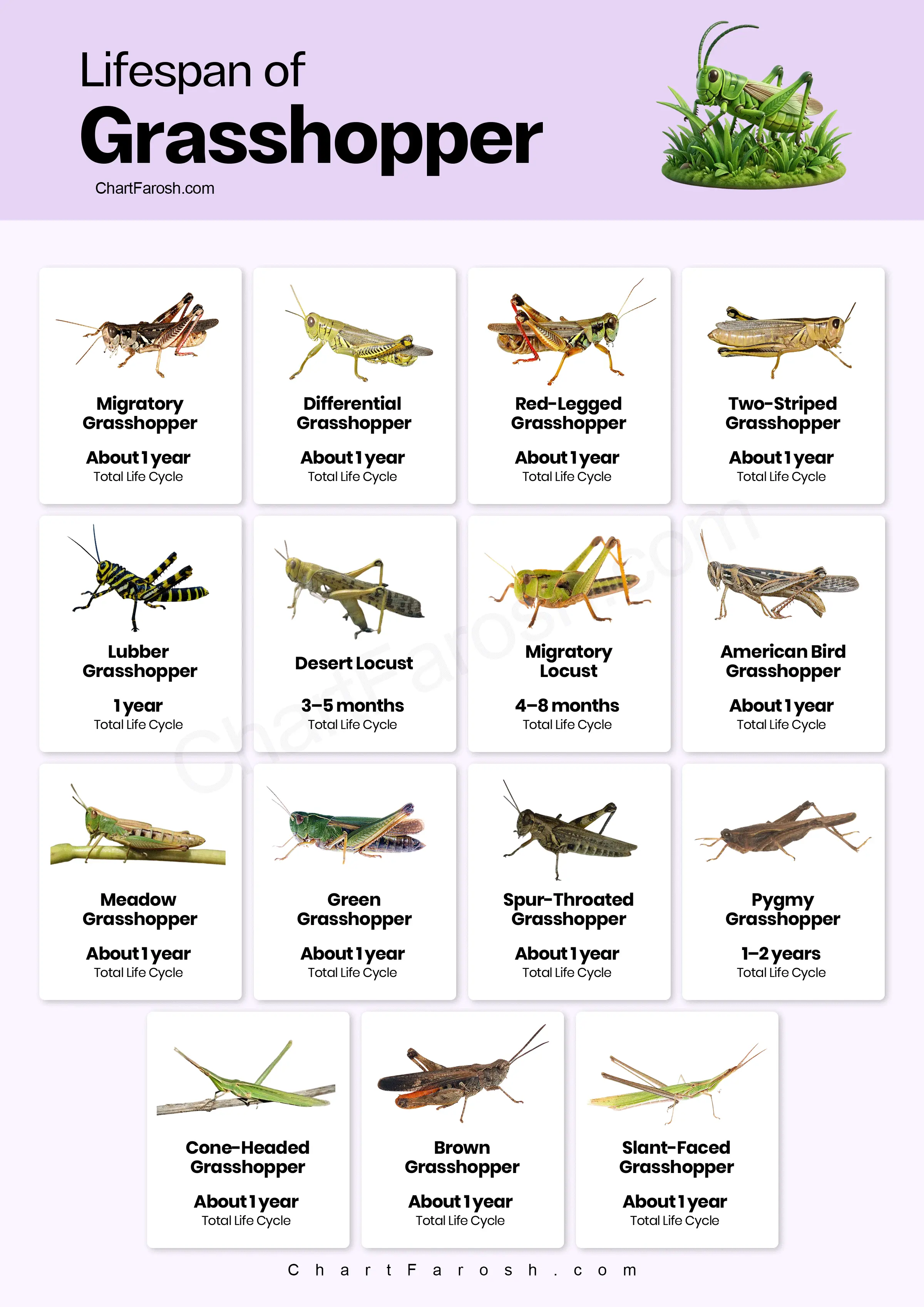 lifespan of grasshopper chart