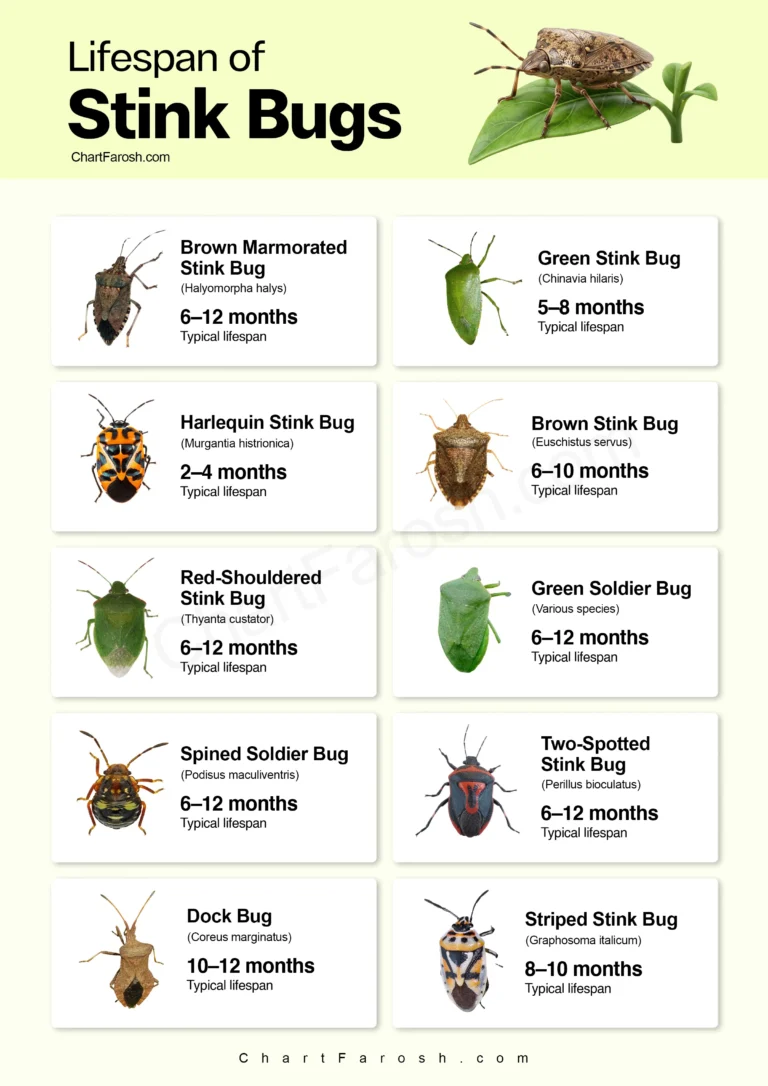 lifespan-of-stink-bug chart