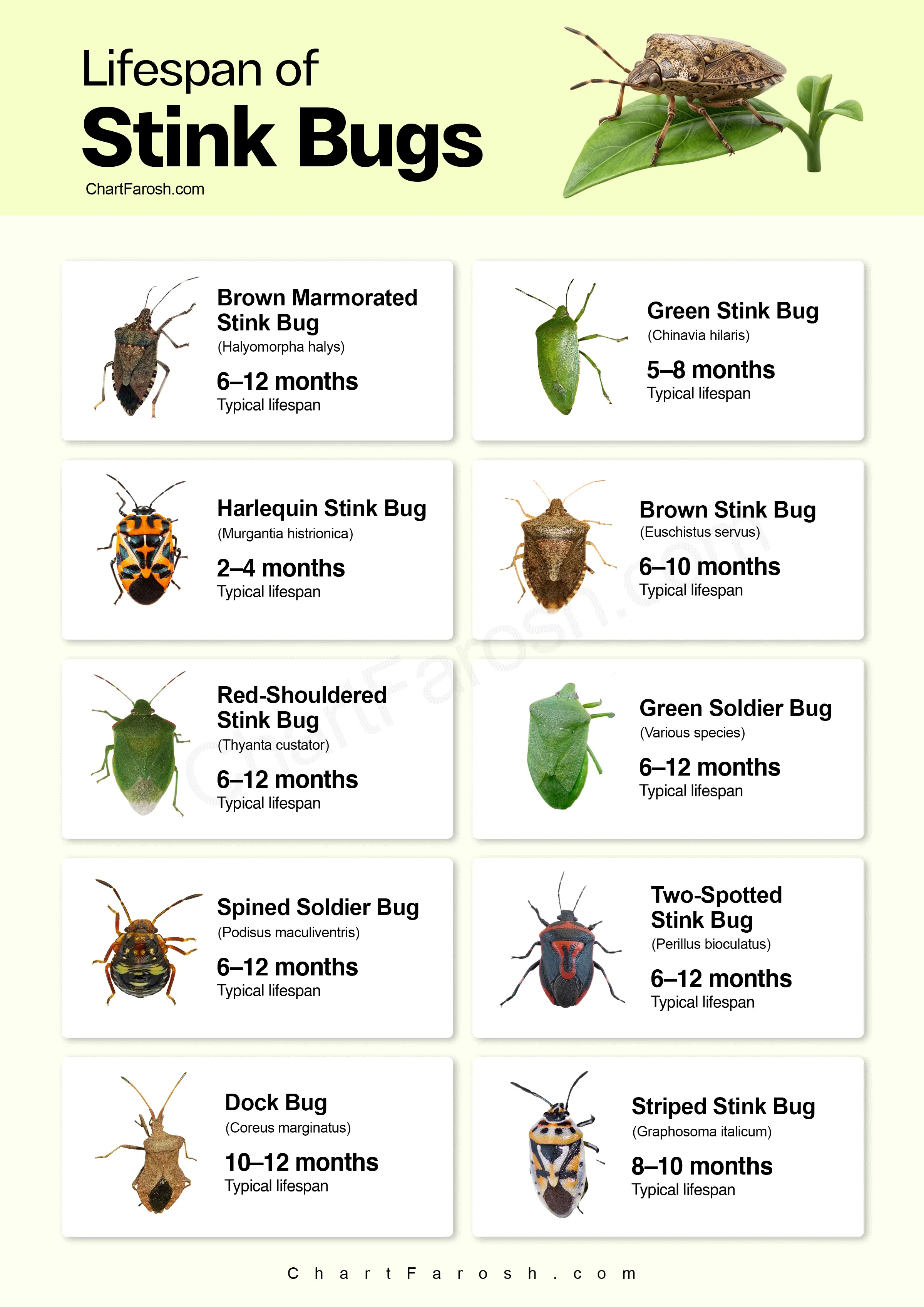 lifespan-of-stink-bug chart
