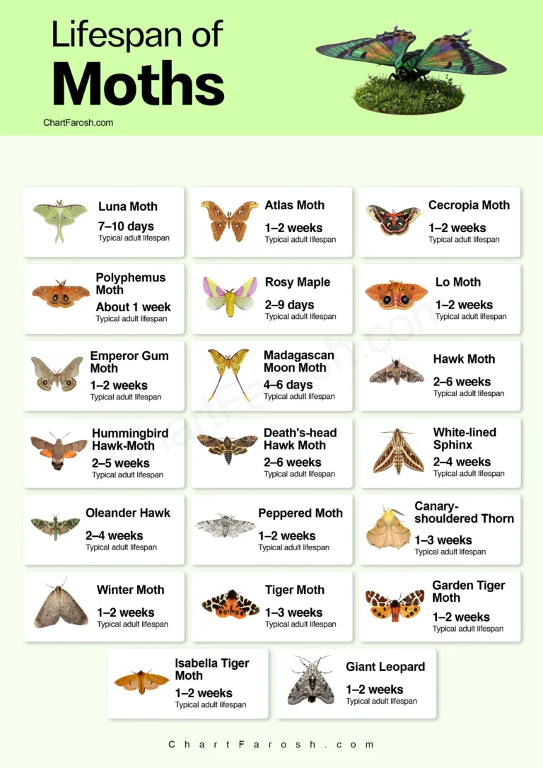 moth lifespan chart