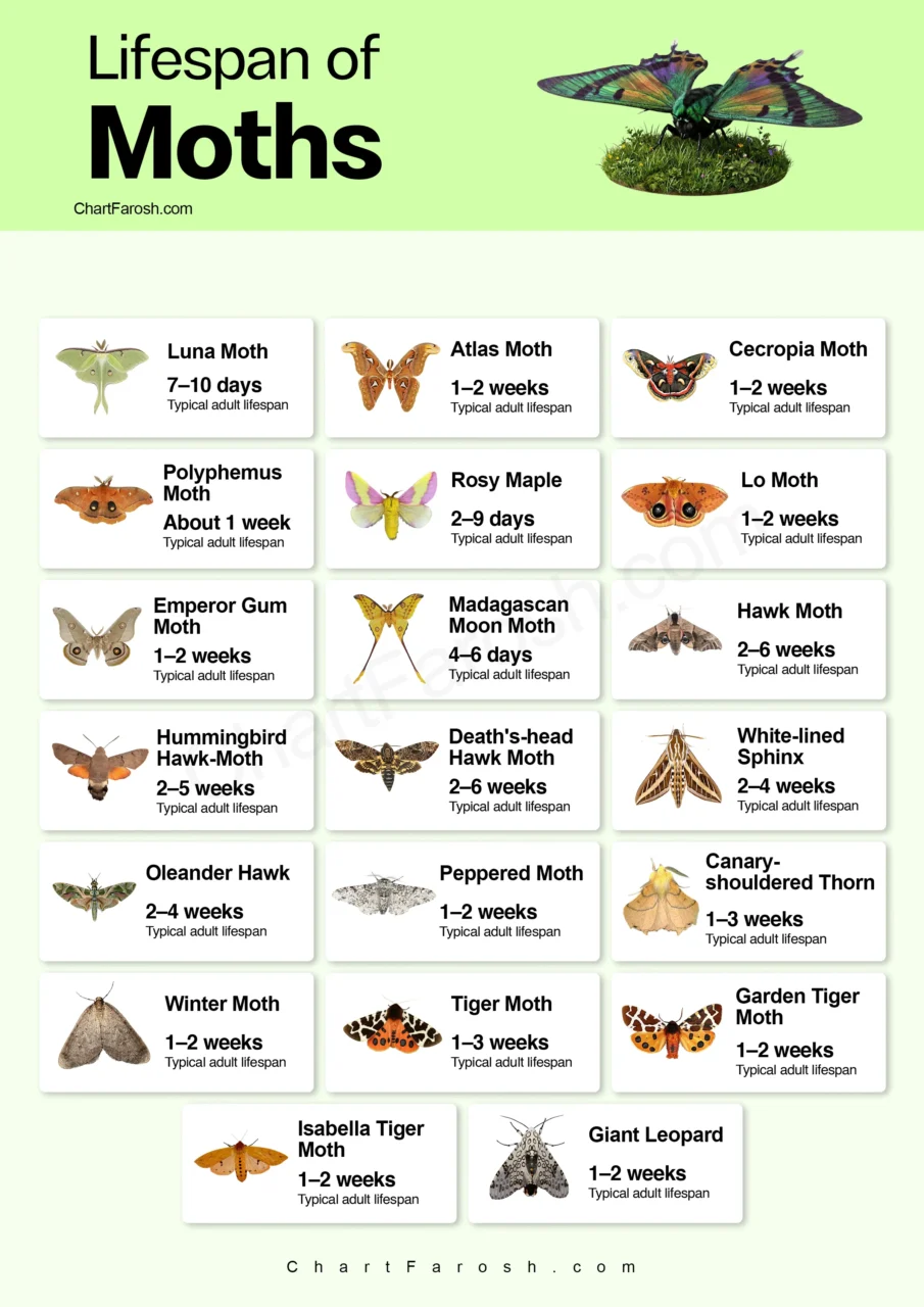 Moth Lifespan: How Long Do Moths Live by Species & Type