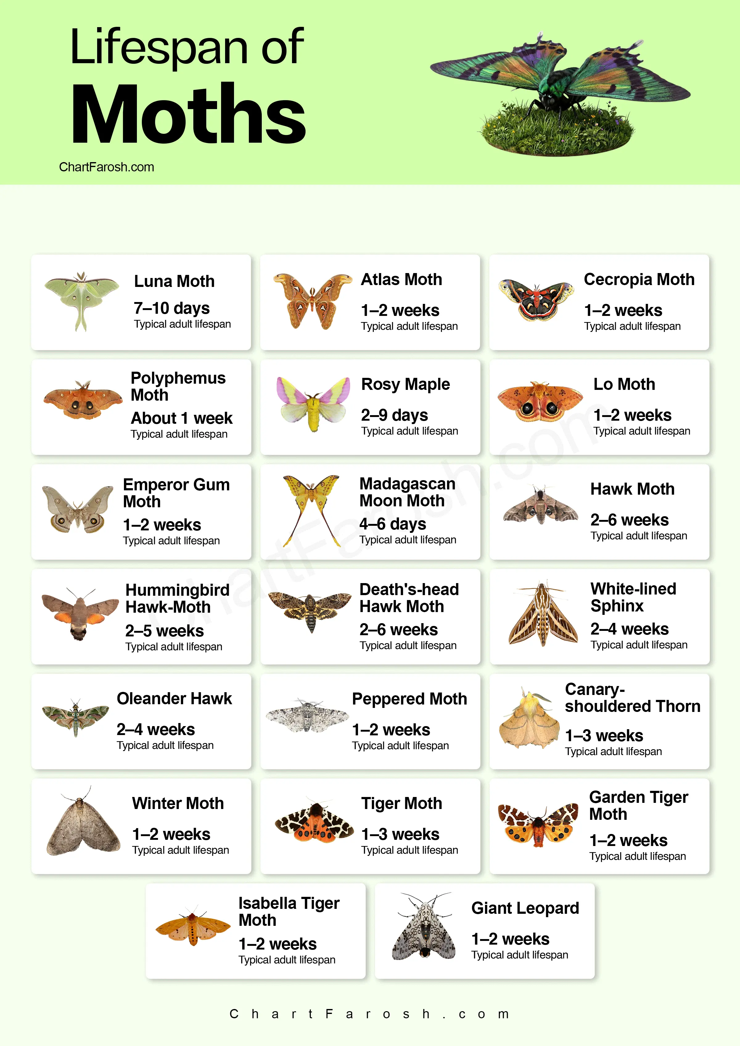moth lifespan chart