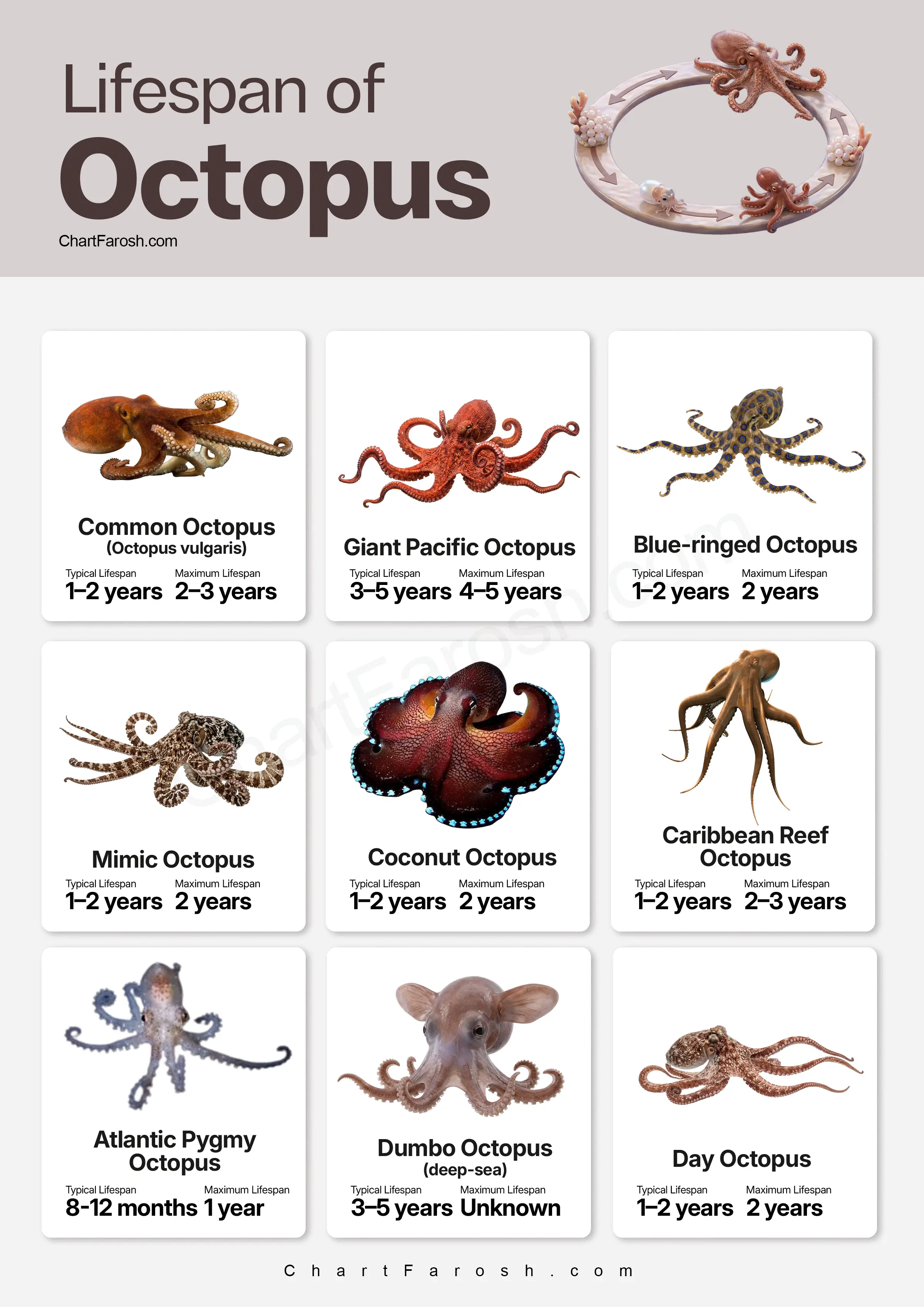 Octopus lifespan chart in captivity and wild