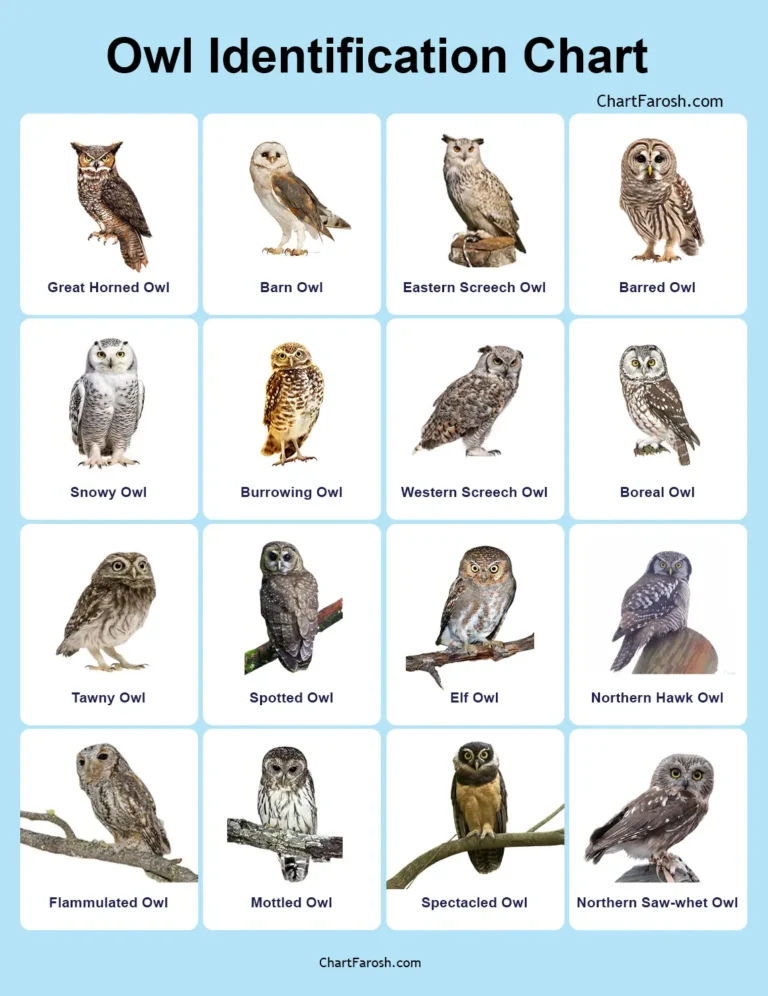 Owl identification chart