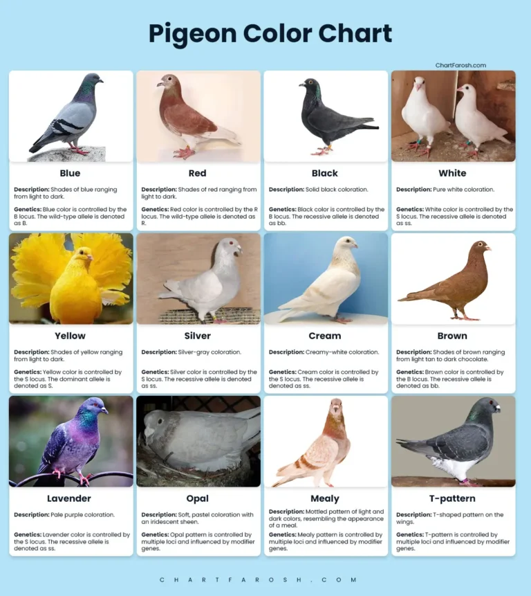 pigeon color chart