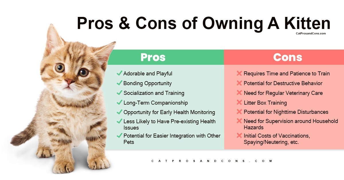 pros-and-cons-of-owning-a-kitten