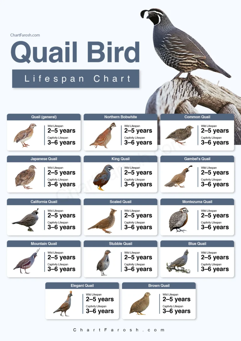Quail Lifespan Chart: How Long Do Quail Live?