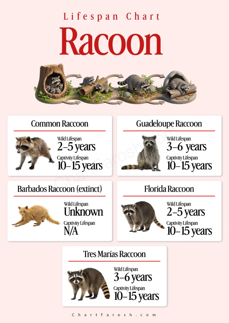 Raccoon Lifespan Chart
