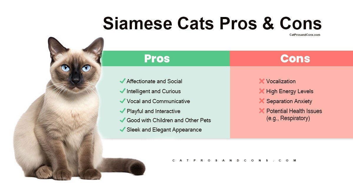 siamese-cat-pros-and-cons