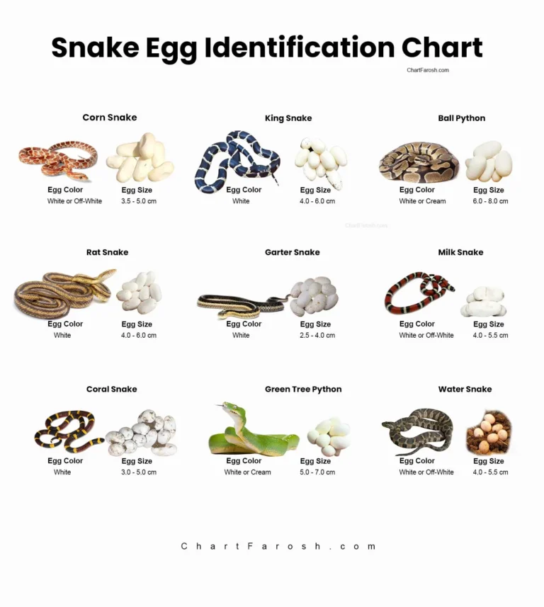 Snake egg identification chart