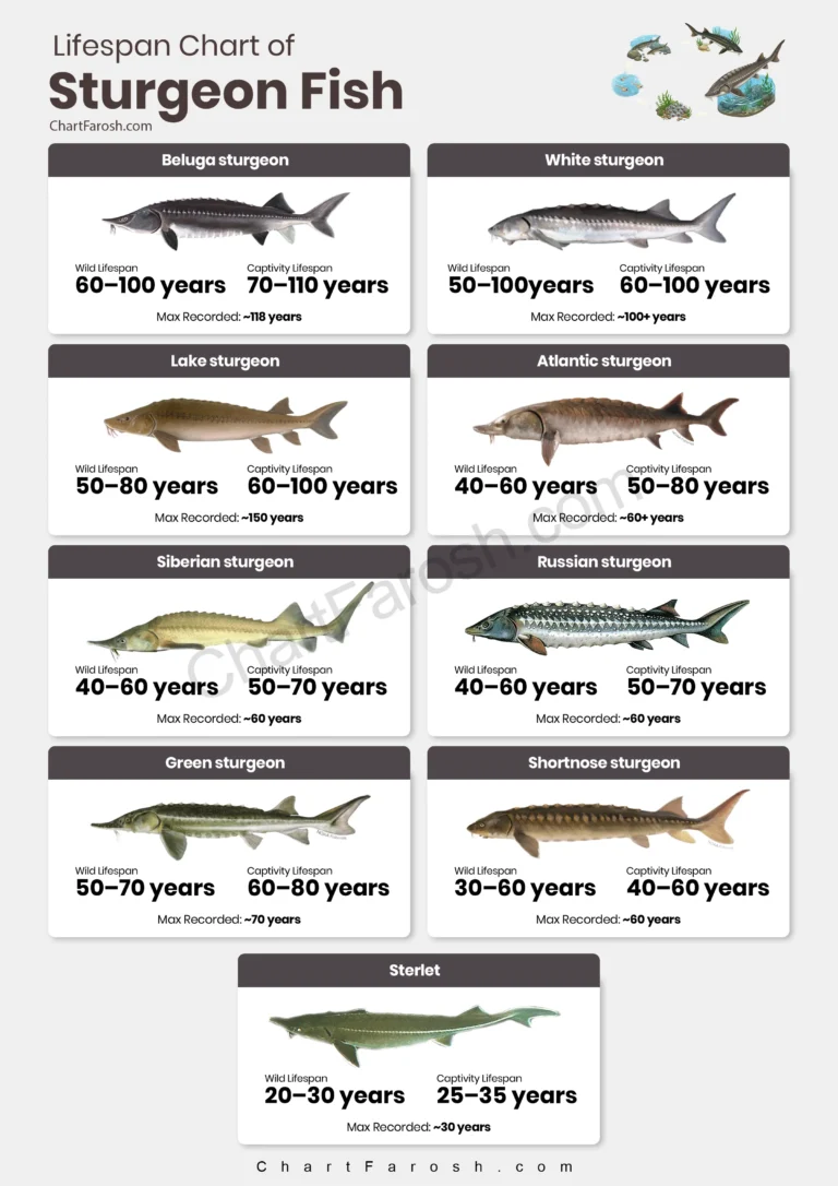 Sturgeon fish Lifespan Chart