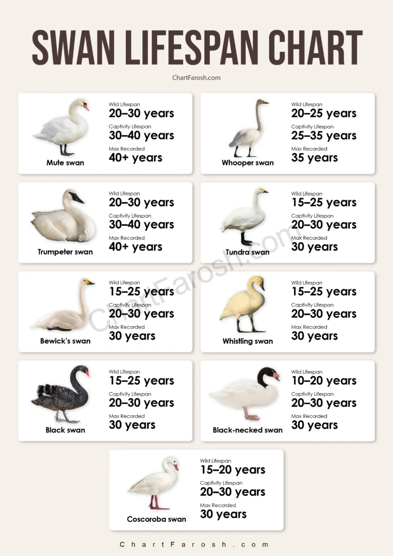 swan lifespan chart in captivity