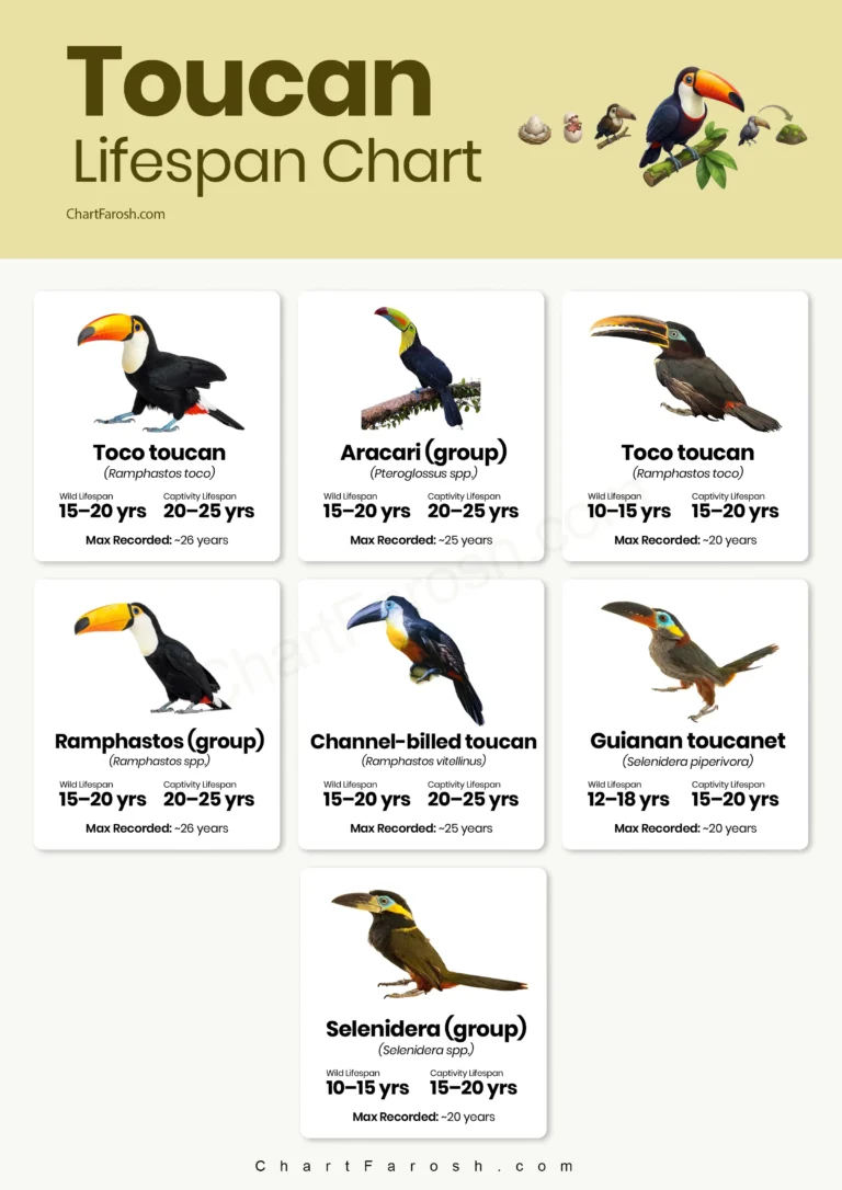 Toucan Lifespan Chart