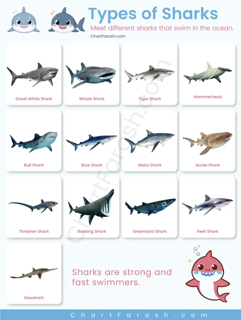 Types of Sharks list with pictures