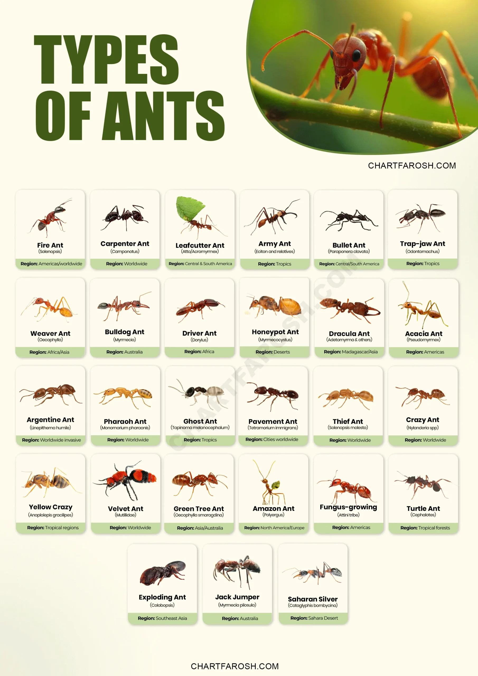 Types of Ants