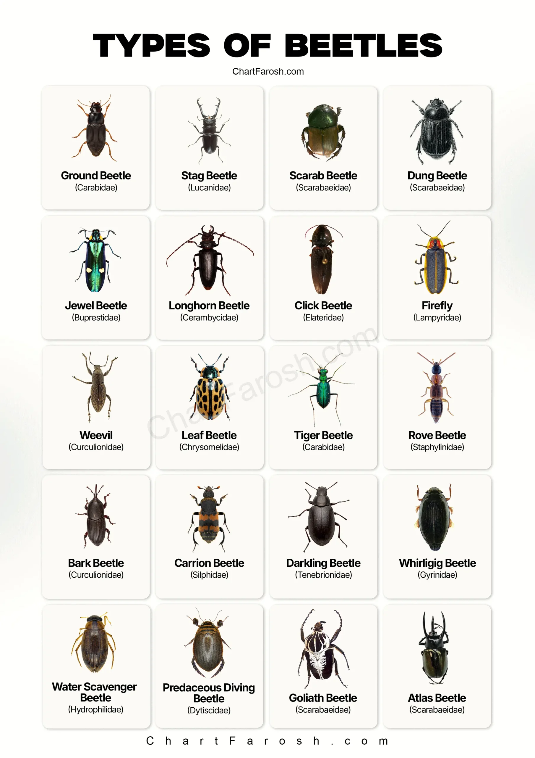 types of beetles with pictures