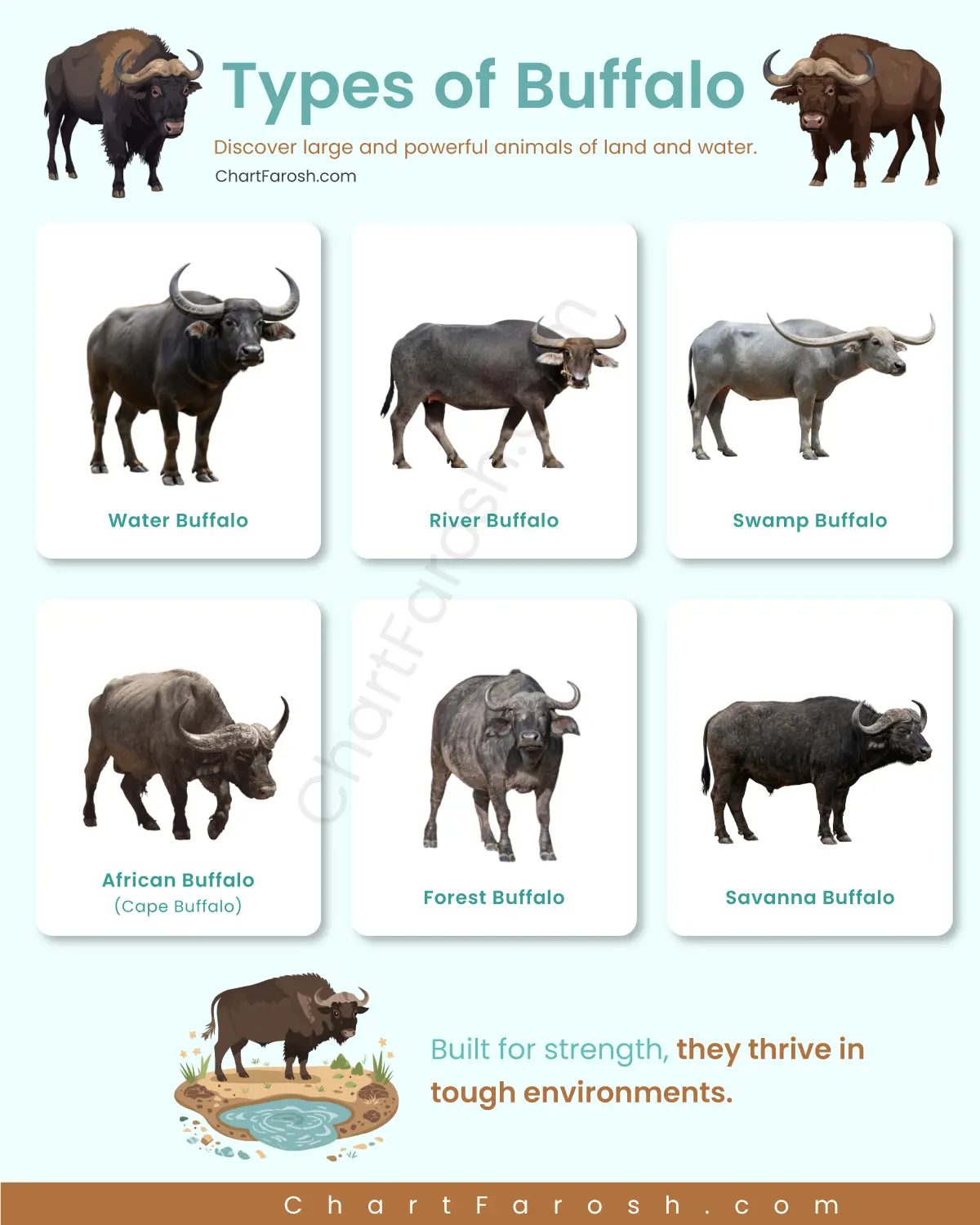 Types of buffalo with pictures
