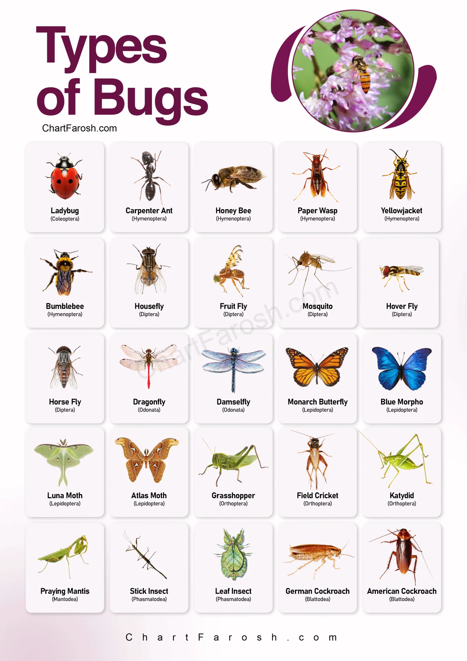 Types of Bugs with pictures