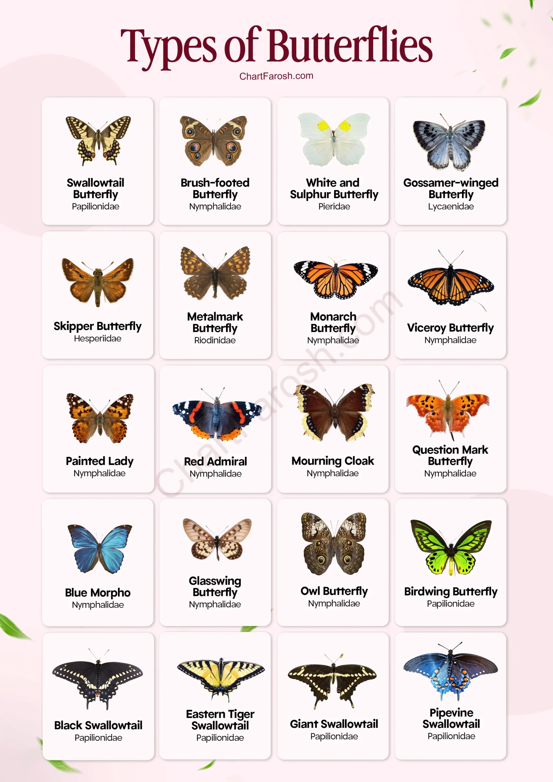 Types of Butterflies chart