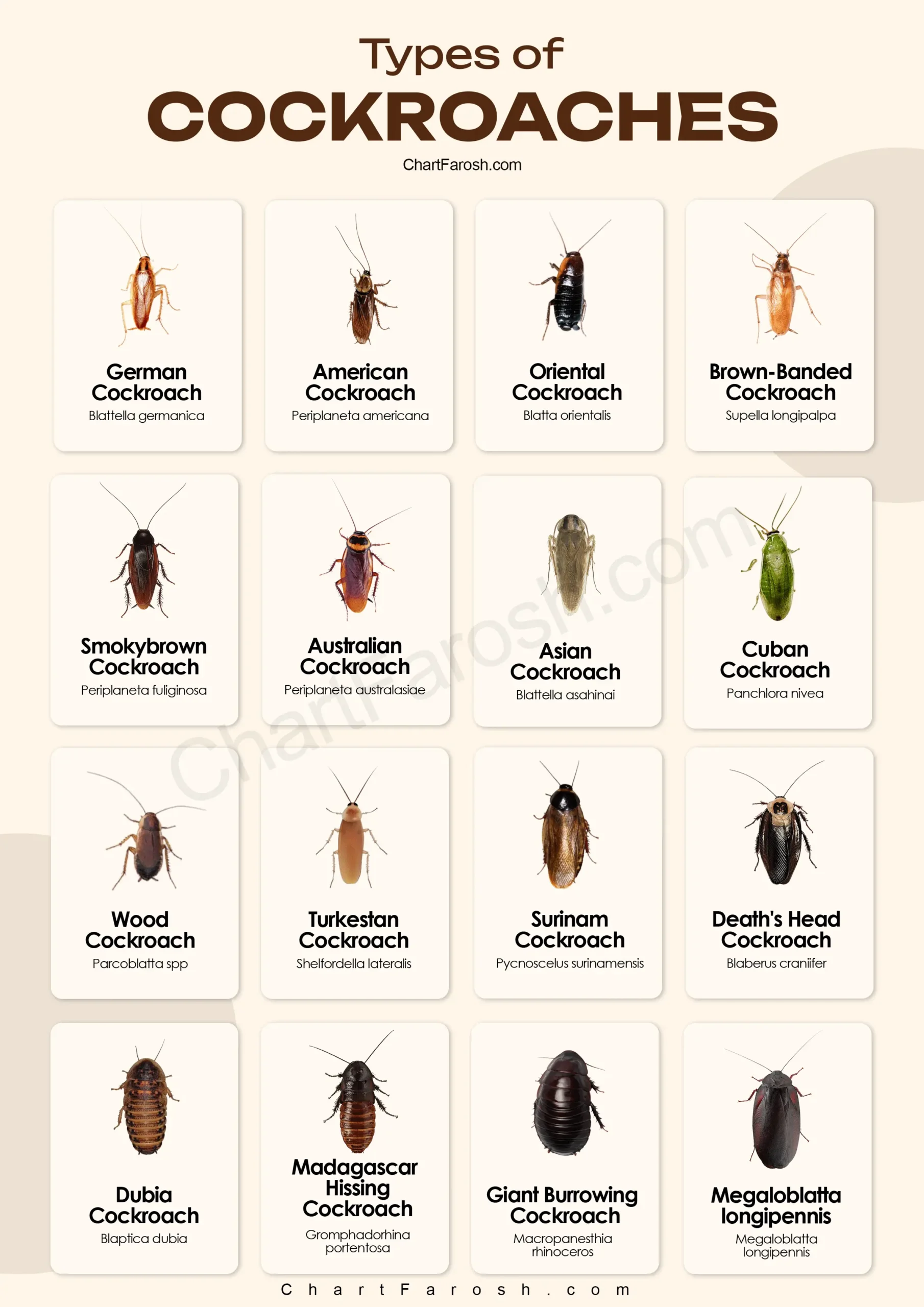 types-of-cockroaches-Chart