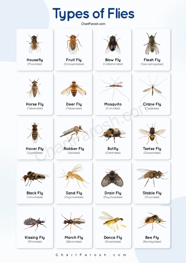 Types of Flies with pictures