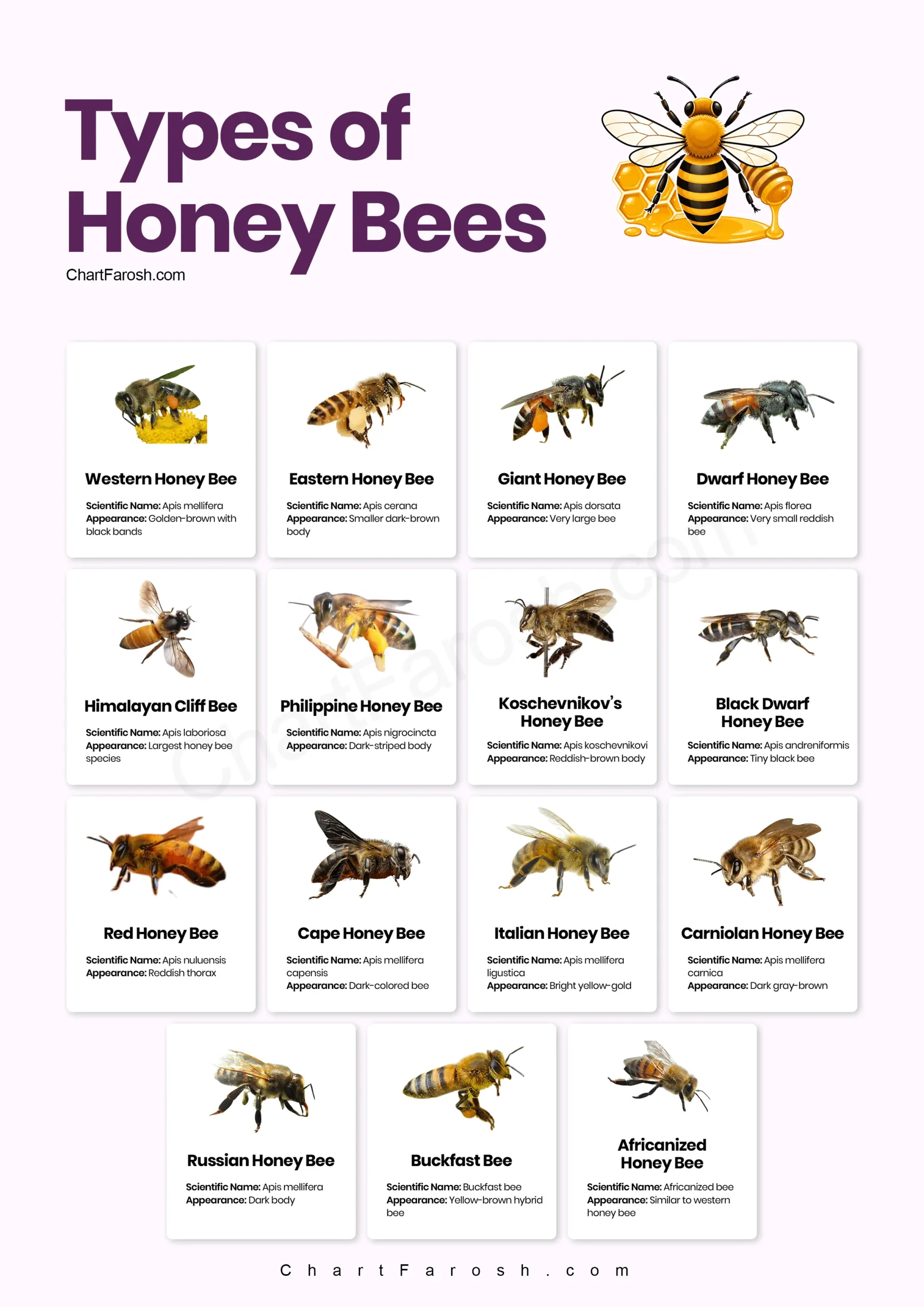 types of honey bees chart with pictures