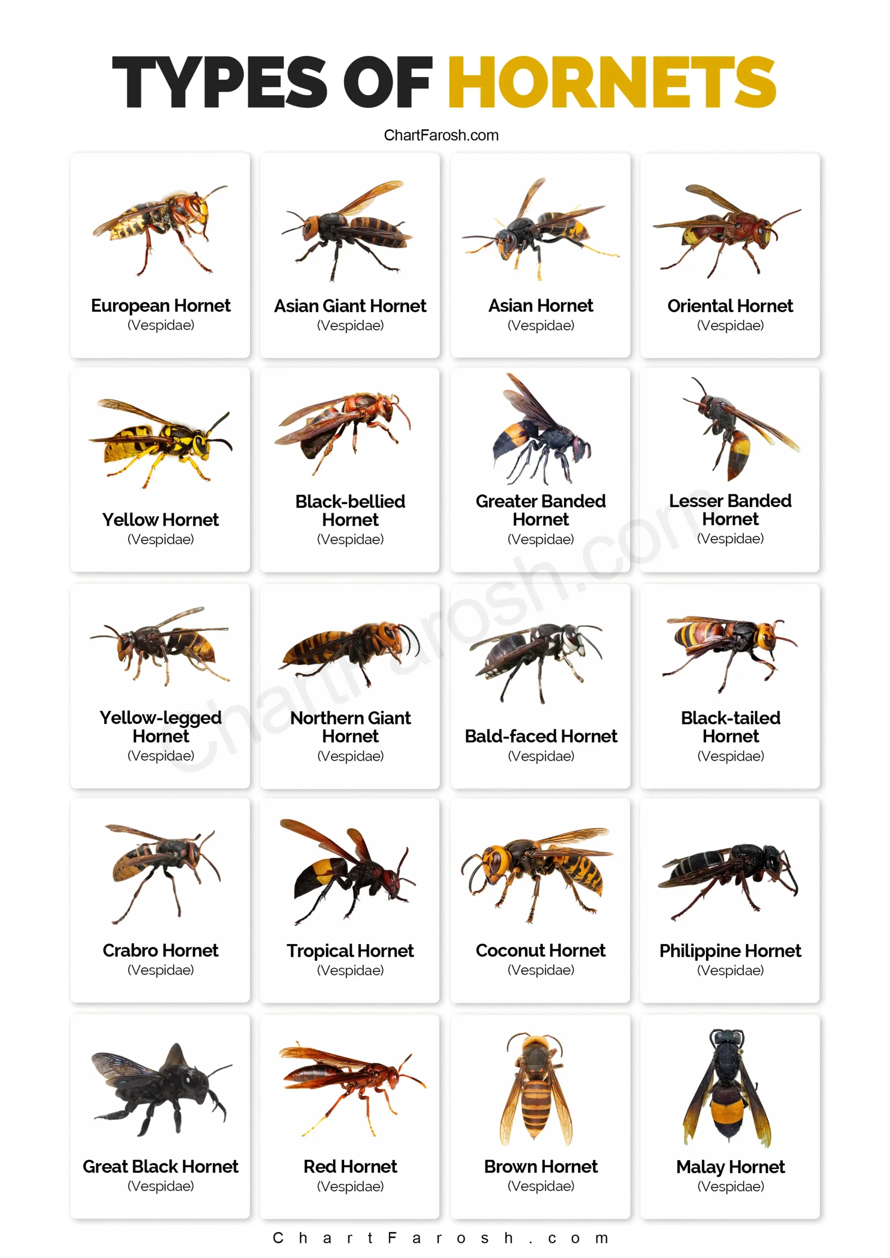 Types of Hornets chart with pictures