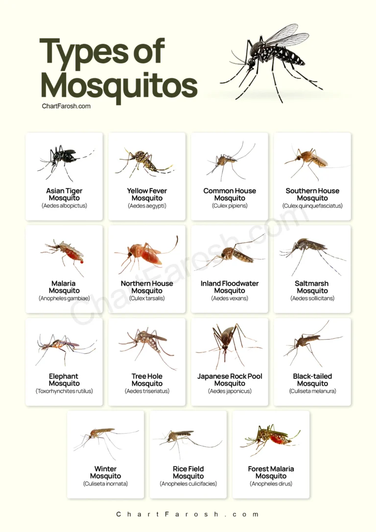 types of mosquitoes with pictures