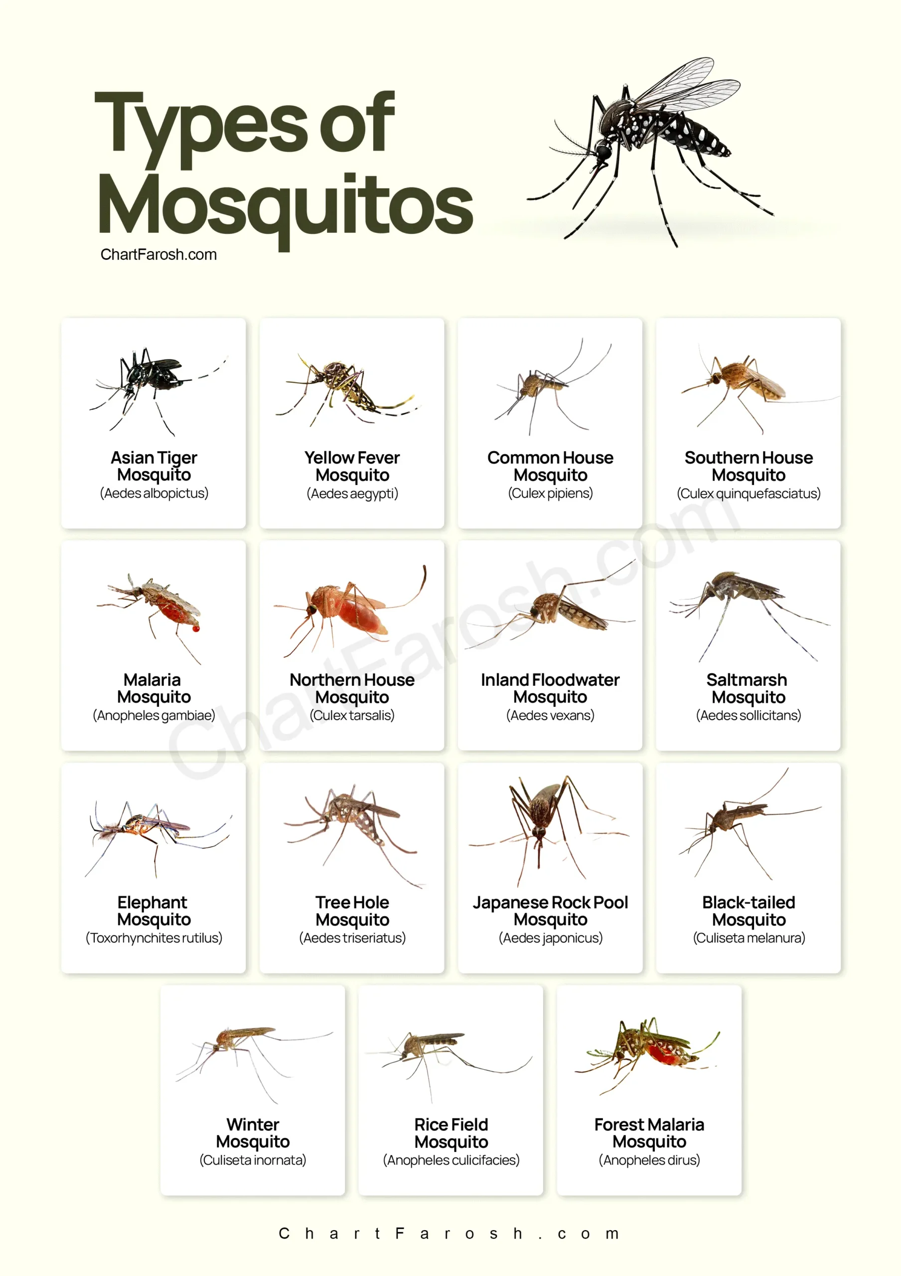types of mosquitoes with pictures