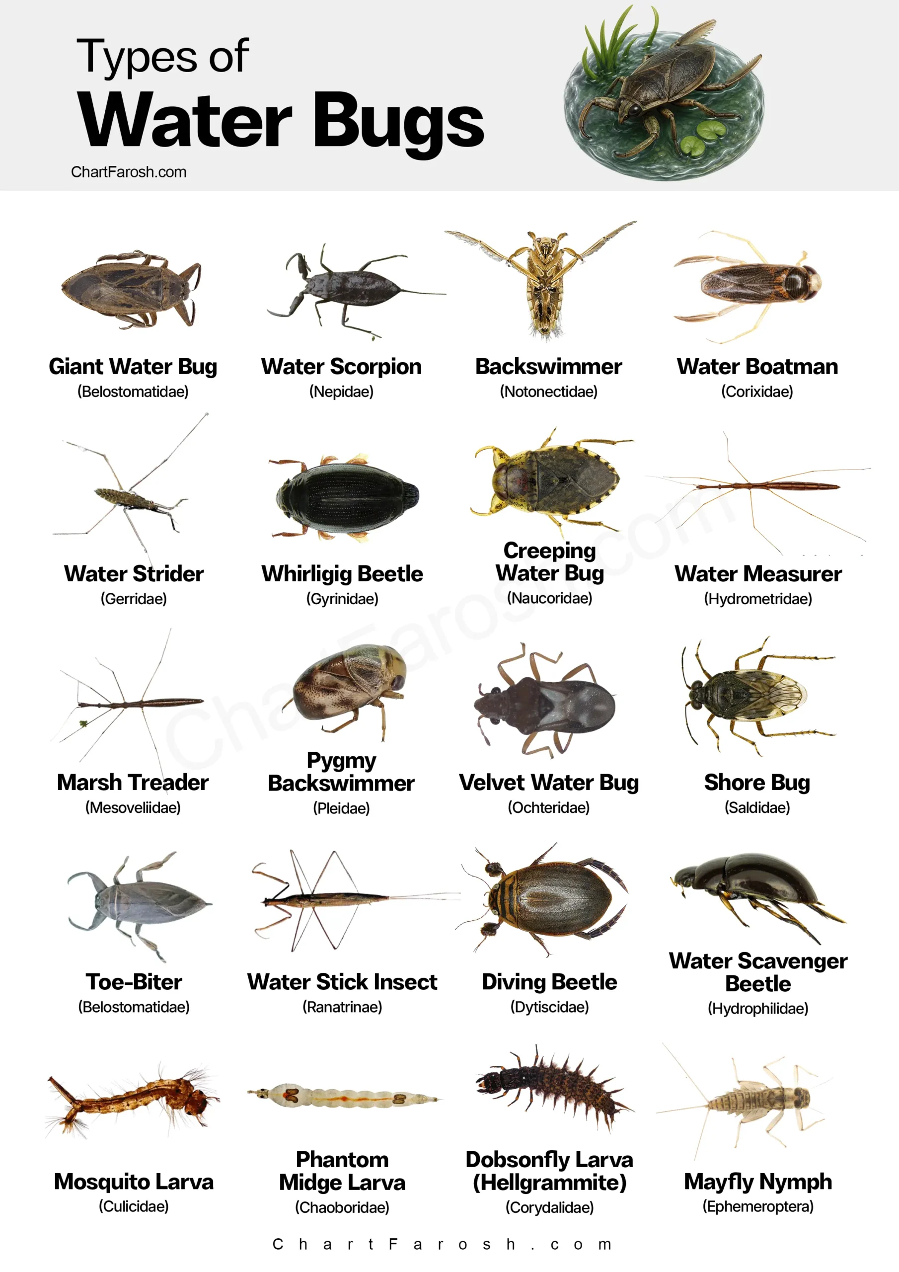 Types of Water Bugs chart with pictures