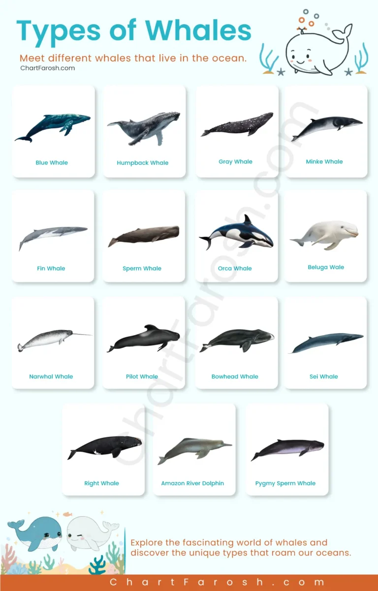 Types of Whales