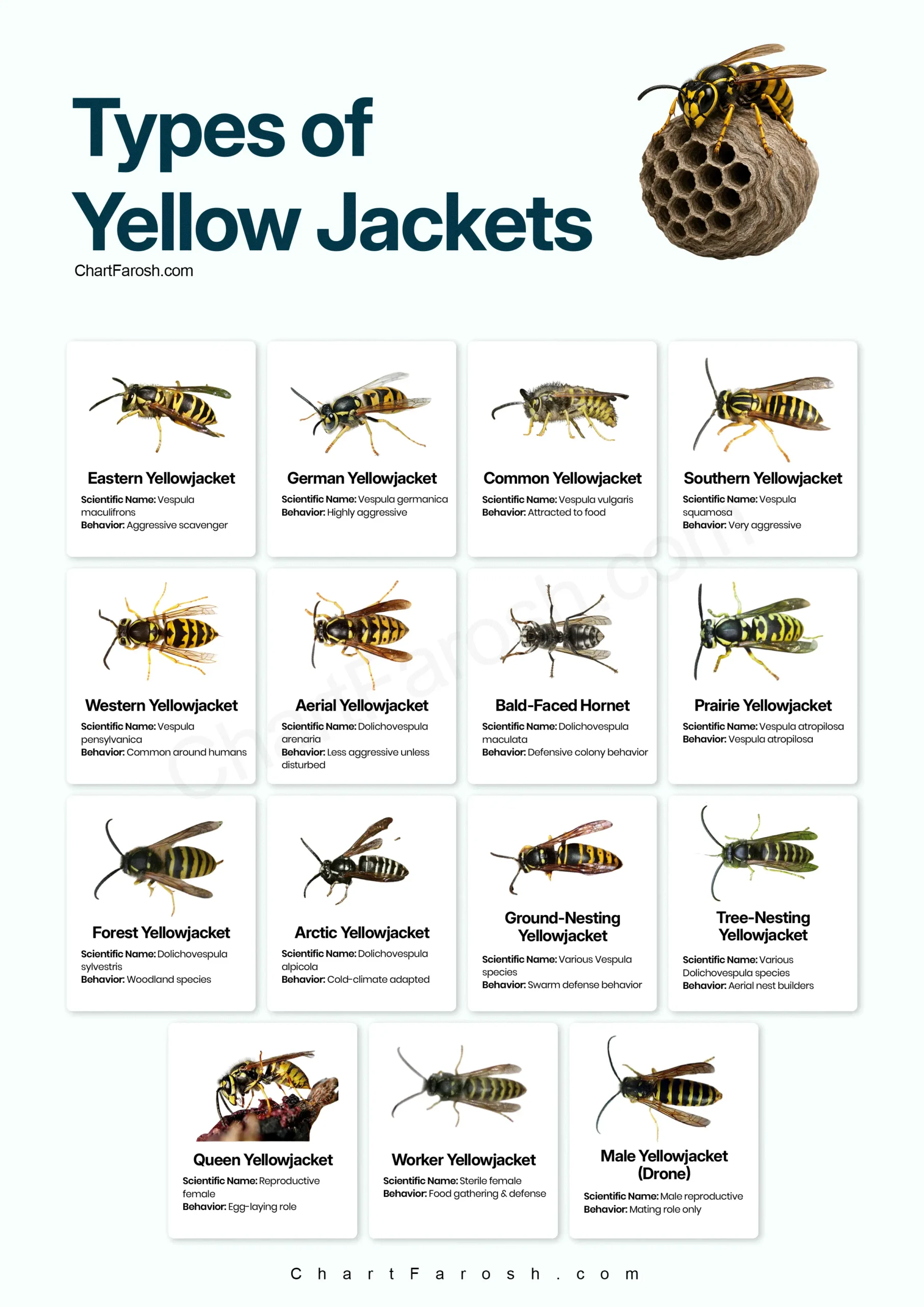 types of yellow jackets chart with pictures
