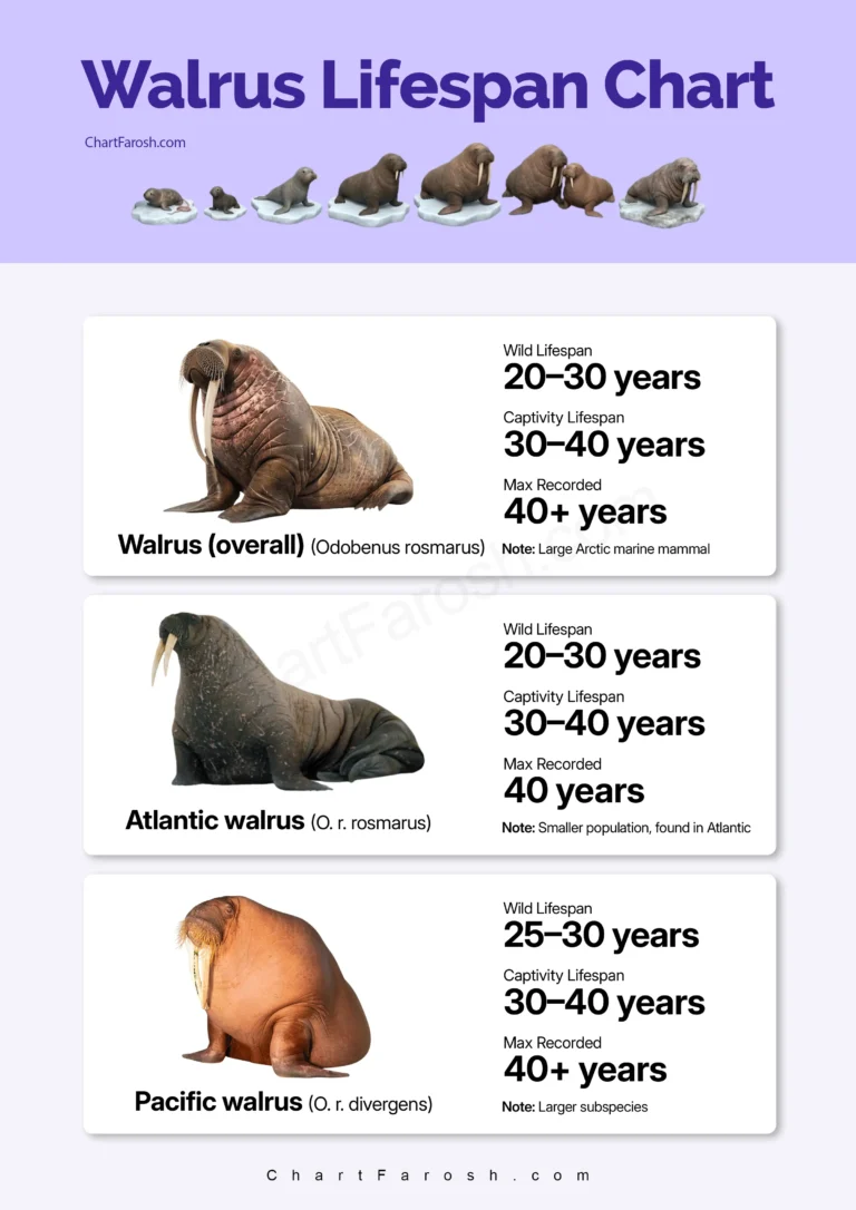 Walrus Lifespan Chart