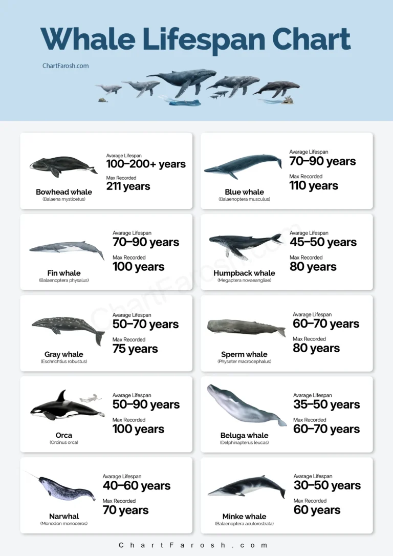 Whales Lifespan Chart