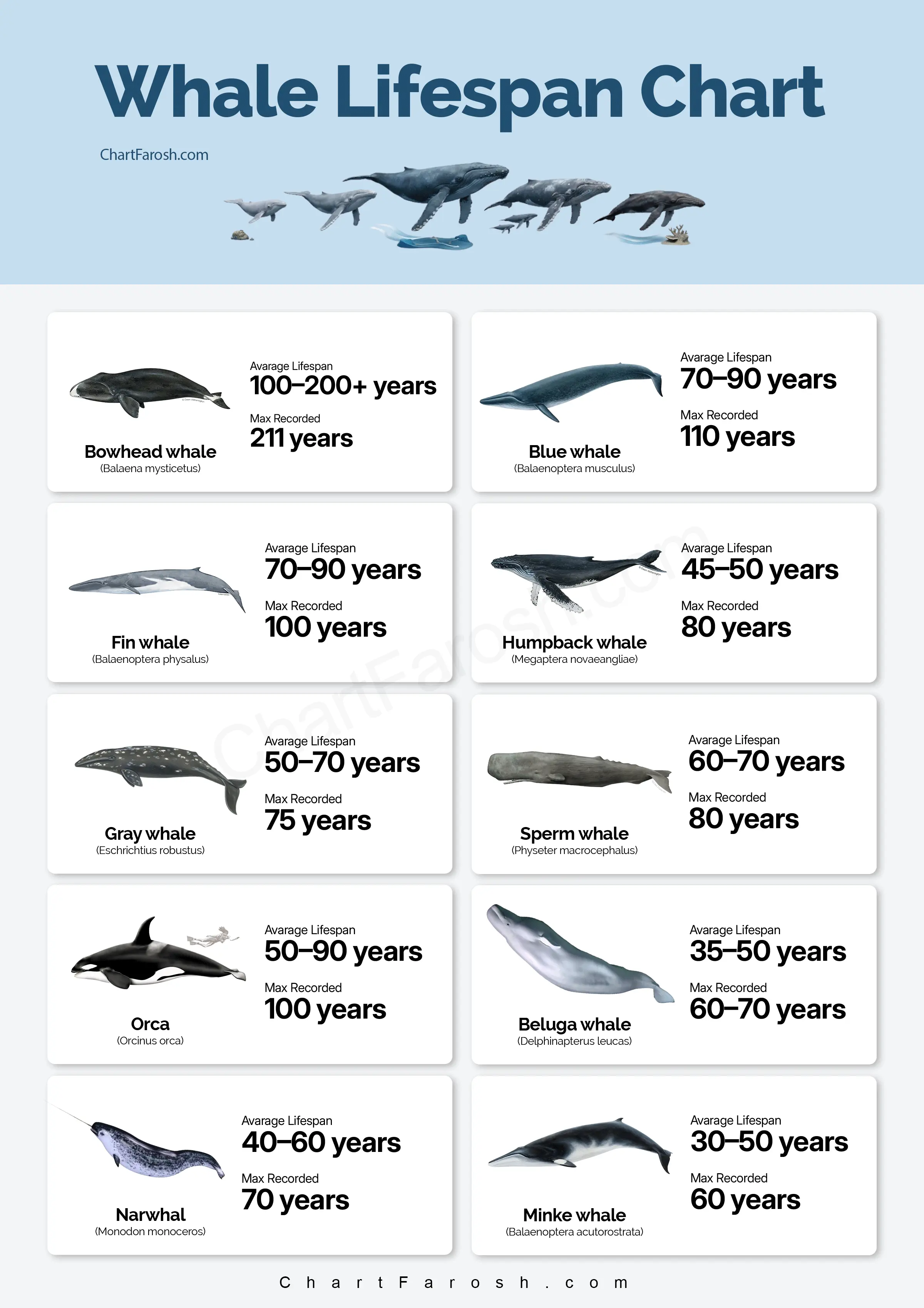 Whales Lifespan Chart