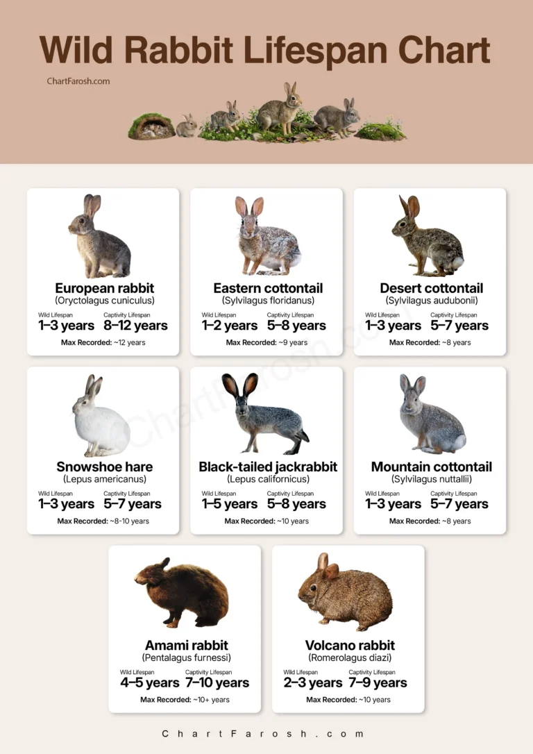 Wild Rabbit Lifespan in captivity and wild