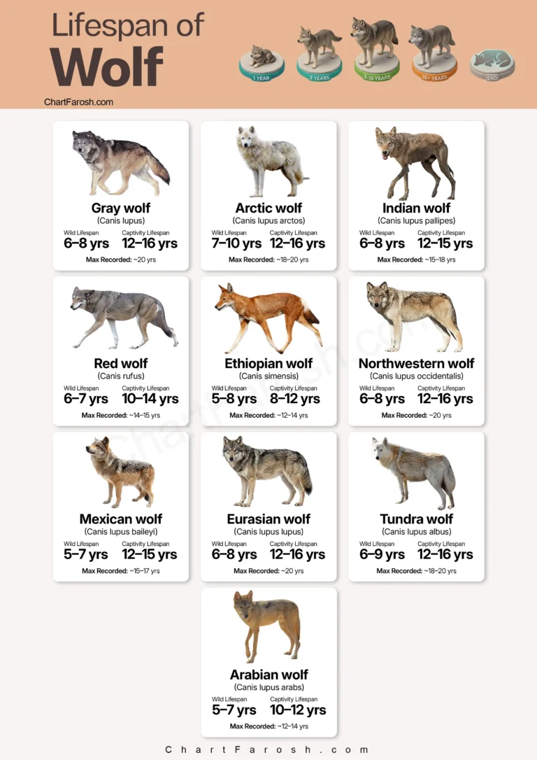 Wolf Lifespan Chart in captivity and wild