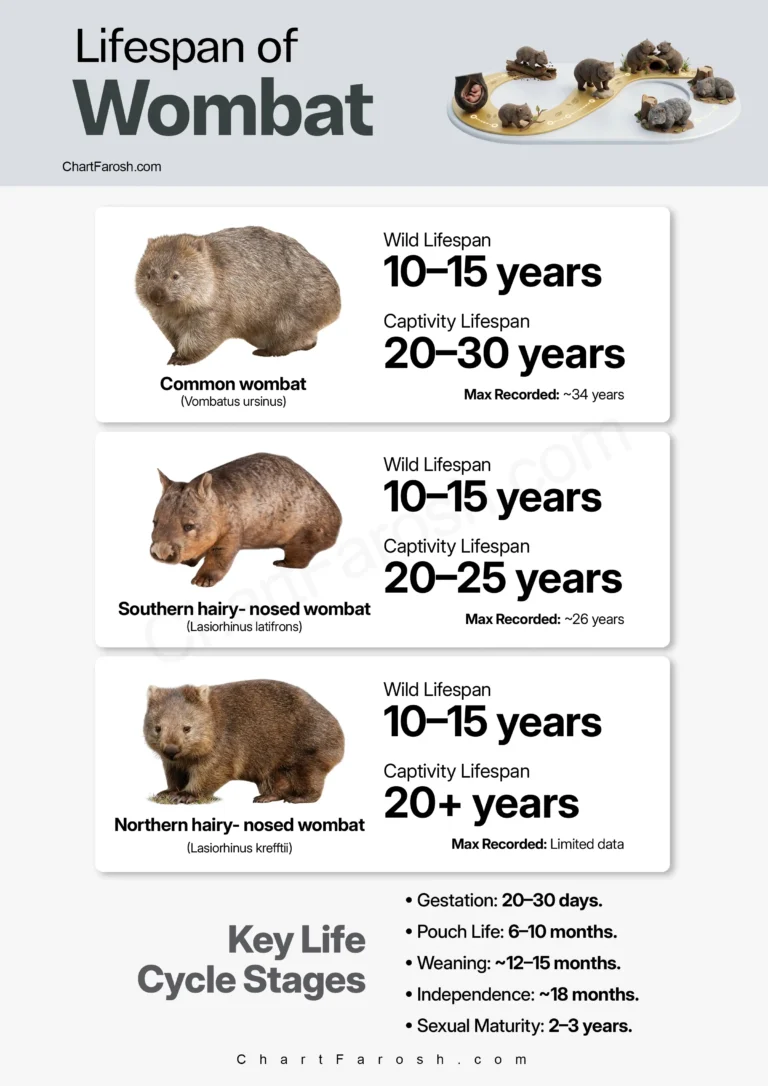 wombat lifespan chart in captivity and wild